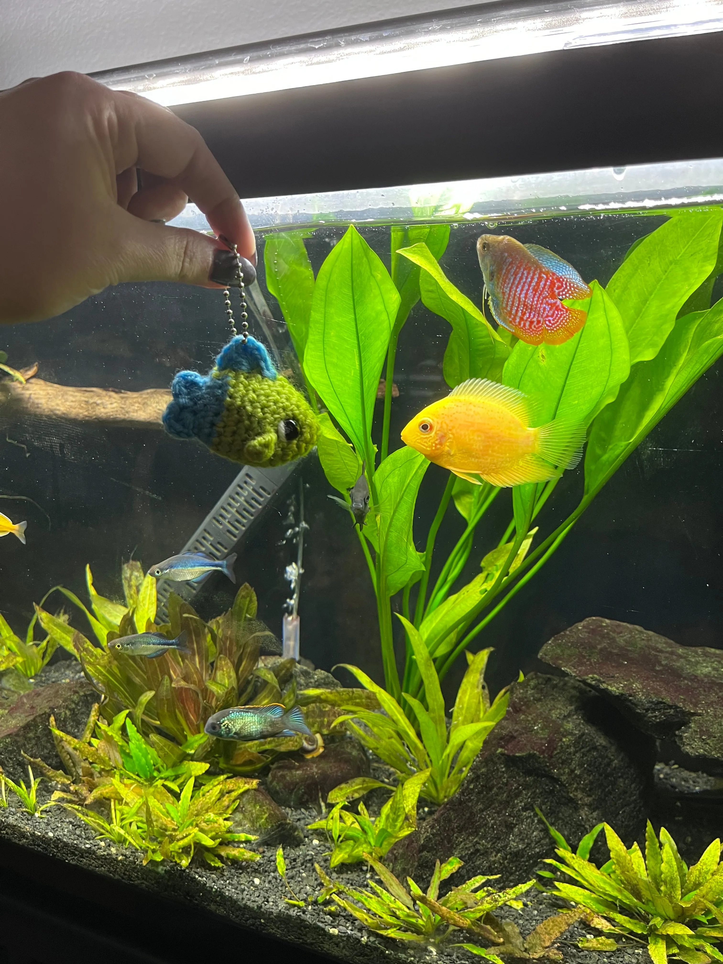 Mini Fish - Keychain